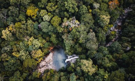 Washington lands commissioner scales back legacy forest conservation target to 55,000 acres