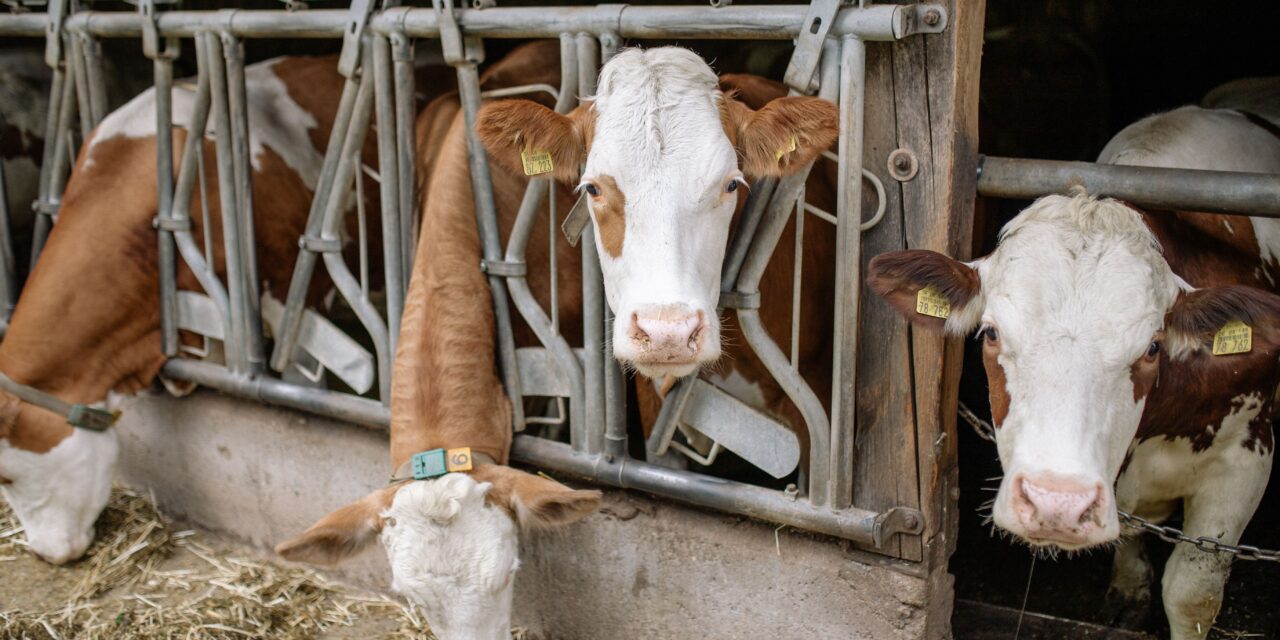 Livestock Smuggling Concerns Highlight Vulnerabilities in Screwworm Prevention