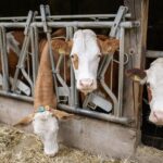 Livestock Smuggling Concerns Highlight Vulnerabilities in Screwworm Prevention