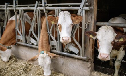 Livestock Smuggling Concerns Highlight Vulnerabilities in Screwworm Prevention